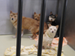捕獲した野犬は「安楽死」の運命、県動物愛護管理センター、犬猫「殺処分ゼロ」のお寒い実態…