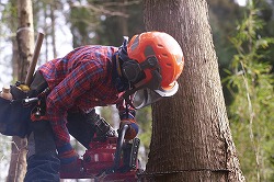 就業支援給付金２５，０００円を返還、県内林業関連企業、告発された「不正受給」の手口…