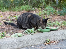 「猫の糞で庭が汚された！」、断罪された野良猫への餌やり行為、福岡地裁が５５万円の賠償命令…