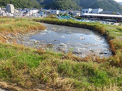 不法投棄が仮置きか、県管理の水産廃棄物処理用地に埋め立てられたわかめ残渣、鳴門市・粟田漁港…